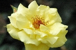 Goldstern
