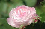 Mme. Pierre Oger