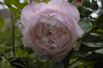 Mme. Pierre Oger