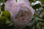 Mme. Pierre Oger