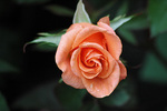 Orange Climber