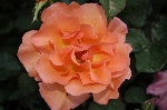 Orange Climber