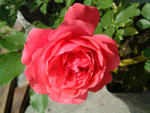 Rosarium Uetersen
