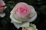 Pierre de Ronsard ('Eden Rose 85')