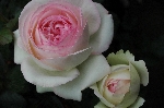 Pierre de Ronsard ('Eden Rose 85')