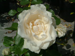 Princess of Wales (Harkness)