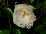 Princess of Wales (Harkness)
