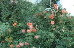 Westerland