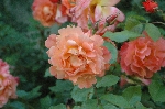 Westerland