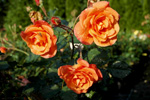 Westerland