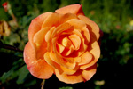 Westerland