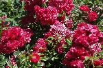 Fairy Red `92