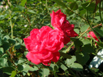 Fairy Red `92