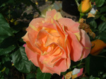 Paul C�zanne