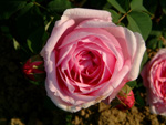Comtesse C�cile de Chabrillant
