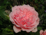 Mecklenburg (Schlossg�rtnerei L�tzow Rose)