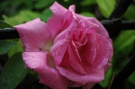 Z�phirine Drouhin