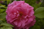 Z�phirine Drouhin