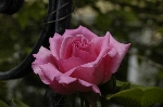 Z�phirine Drouhin