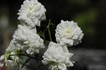 Snowflake