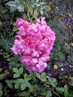 Super Dorothy (Heldoro)
