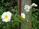 Lykkefund