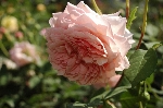 William Morris