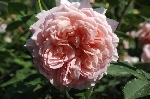 William Morris