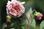William Morris