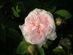 Blanchefleur