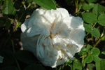 Blanchefleur
