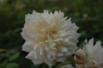 Grace