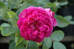Reine de Violettes - dunkle Variante
(vermutlich: 'Centifolia � fleurs doubles violettes')