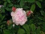 Blush Hip