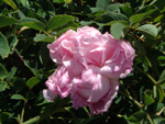 Blush Hip