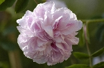 Blush Hip