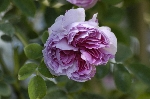 Blush Hip