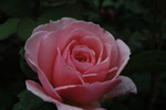 Francis Blaise