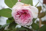 Orsola Spinola