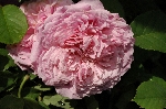 William Christie