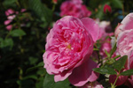 Harlow Carr