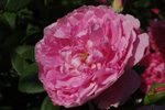 Harlow Carr