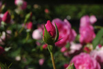 Harlow Carr