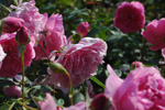 Harlow Carr