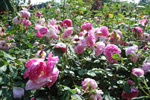 Harlow Carr