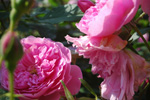 Harlow Carr