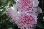 Mortimer Sackler