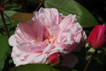 Mortimer Sackler
