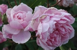 Mortimer Sackler