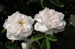 Alfred de Dalmas